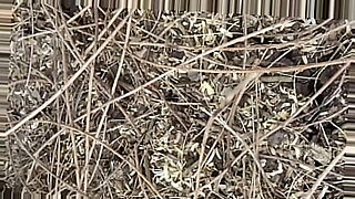 sex-jabardasti-jungle